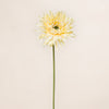 Spider Gerbera
