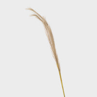 Pampas