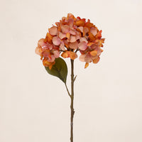 Hydrangea