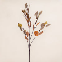 Eucalyptus