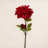 Dahlia