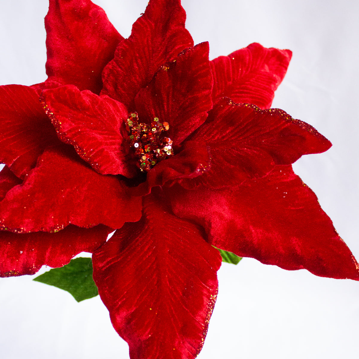 Velvet Poinsettia