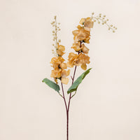 Delphinium