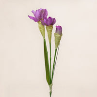 Daffodil