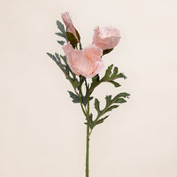 Poppy