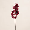 Bougainvillea (3 Stems for ₱995)
