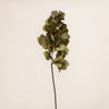 Bougainvillea (3 Stems for ₱995)
