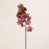 Bougainvillea (3 Stems for ₱995)