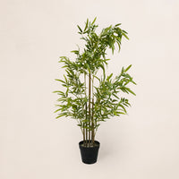 Bamboo