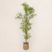 Bamboo