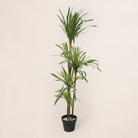 Dracaena
