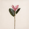 Mini Magnolia (3 Stems for ₱495)