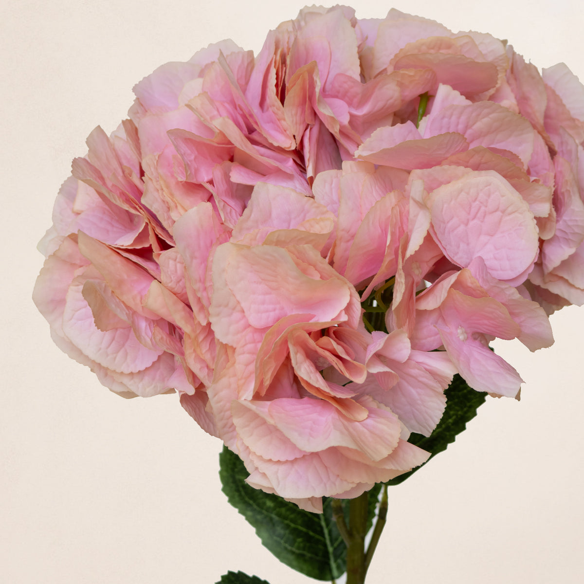 Giant Hydrangea (3 Stems for ₱1,495) & Designer Blooms PH