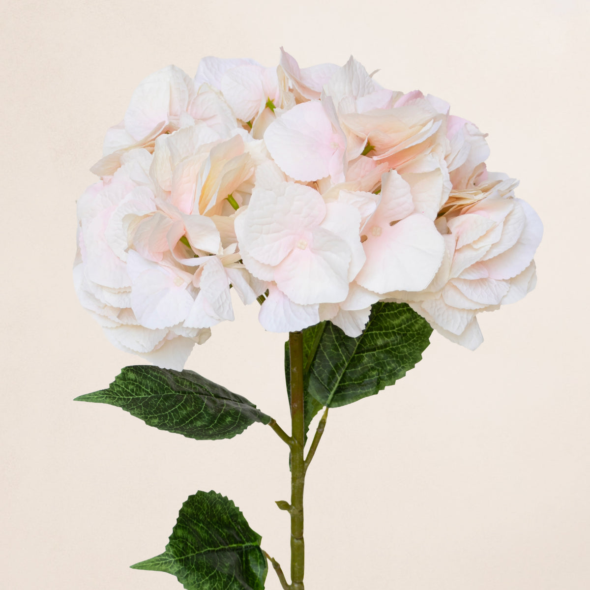 Giant Hydrangea (3 Stems for ₱1,495) & Designer Blooms PH