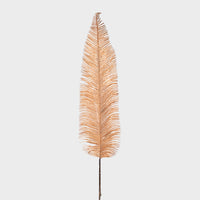 Fern
