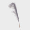 Festive Pampas