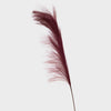 Festive Pampas
