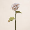 Dried Look Dahlia Single (3 Stems for ₱995)
