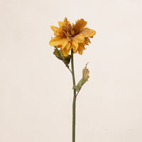 Dried