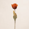 Dried Look Tulip (3 Stems for ₱495)