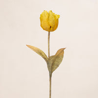 Dried