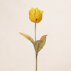 Dried Look Tulip (3 Stems for ₱495)