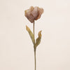 Dried Look Tulip (3 Stems for ₱495)