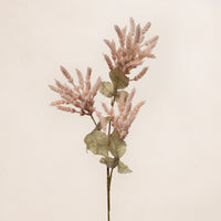 Astilbe