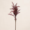 Astilbe Bush (3 Stems for  ₱995)
