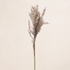 Astilbe Bush (3 Stems for  ₱995)