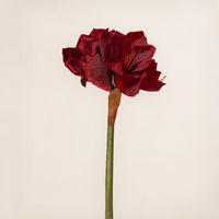 Amaryllis