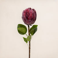 Protea