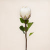 Protea Single (3 Stems for ₱995)
