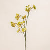 Millet Seed Fortune Fruit (3 Stems for ₱995)