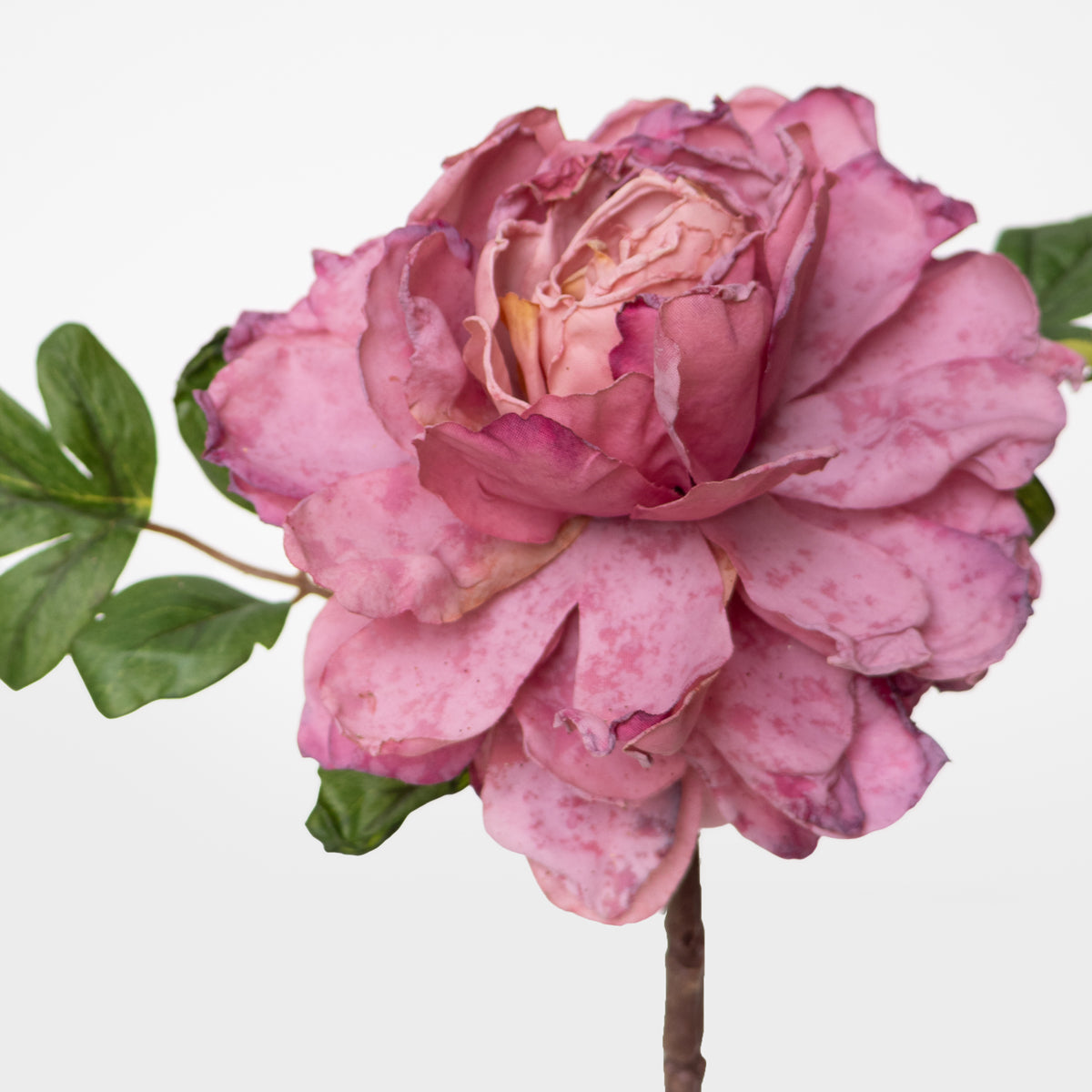 Dried Look Peony