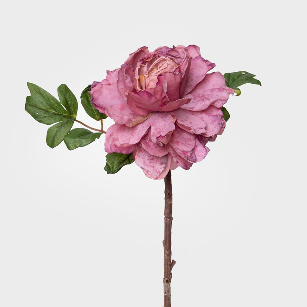 Dried Look Peony