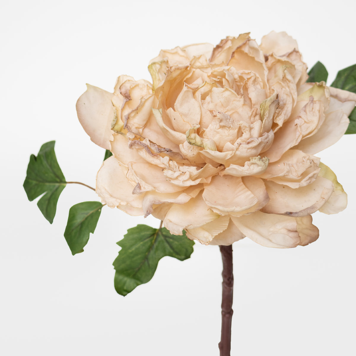 Dried Look Peony