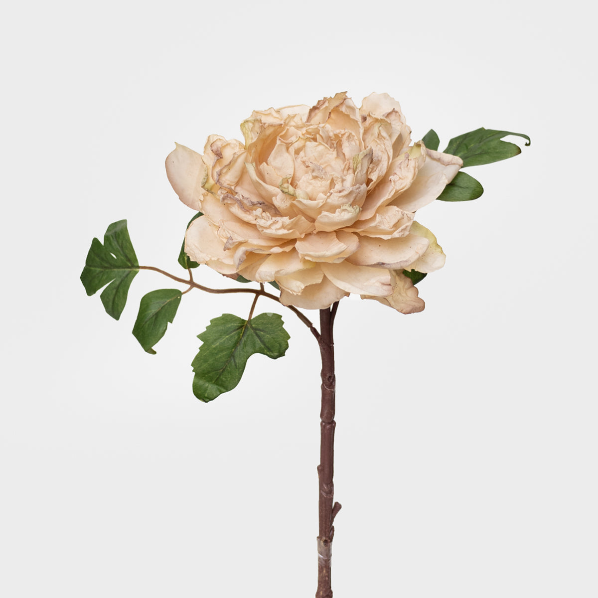 Dried Look Peony