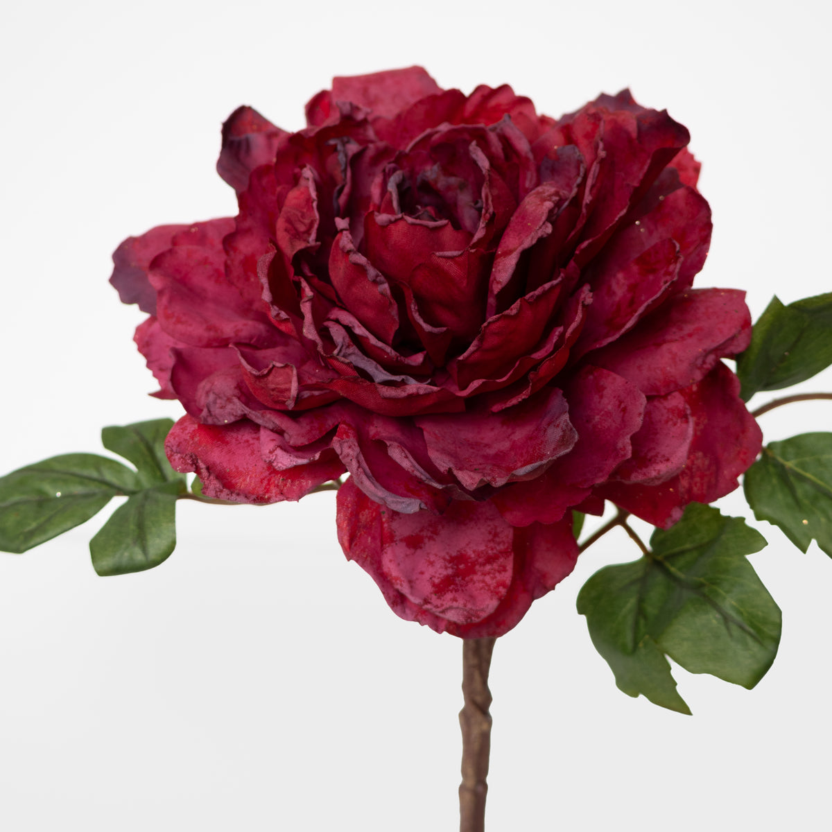 Dried Look Peony