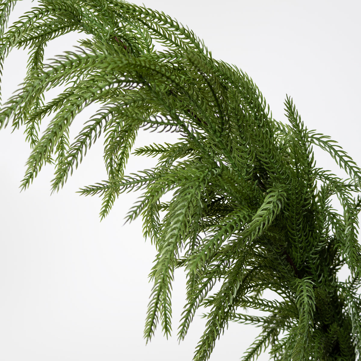 Fresh Look Branch