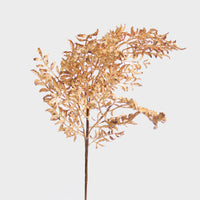 Fern