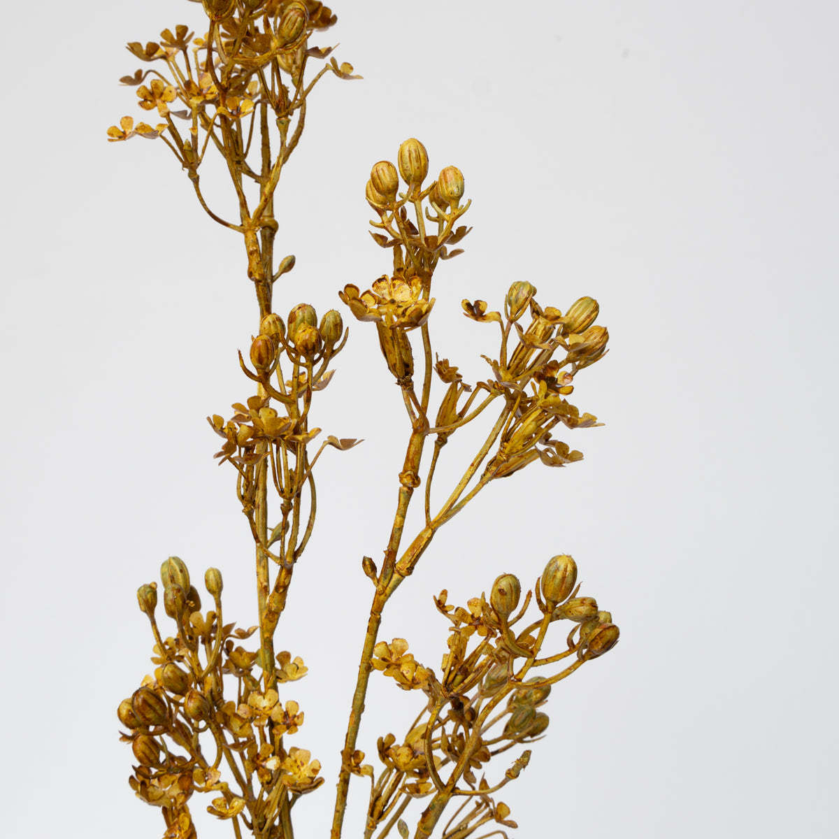 Gypsophila Spray