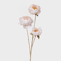 Peony