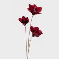 Magnolia