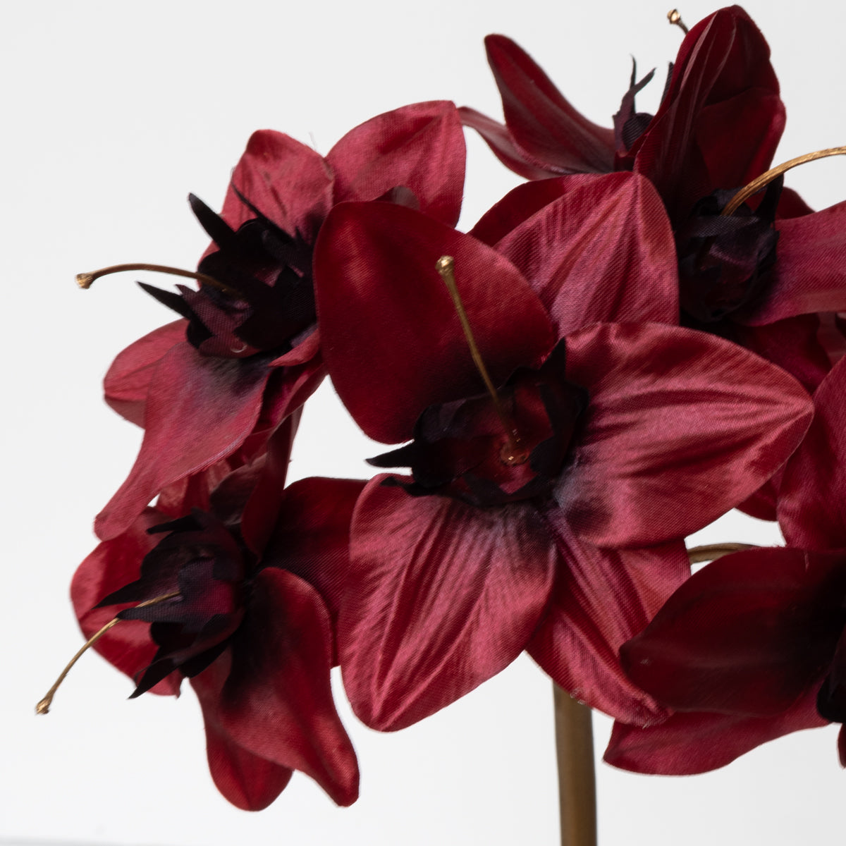 Mini Amaryllis Spray