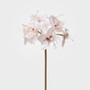 Mini Amaryllis Spray