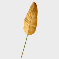 Anthurium