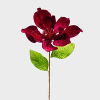 Magnolia