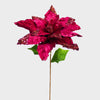 Big Poinsettia with Sequence