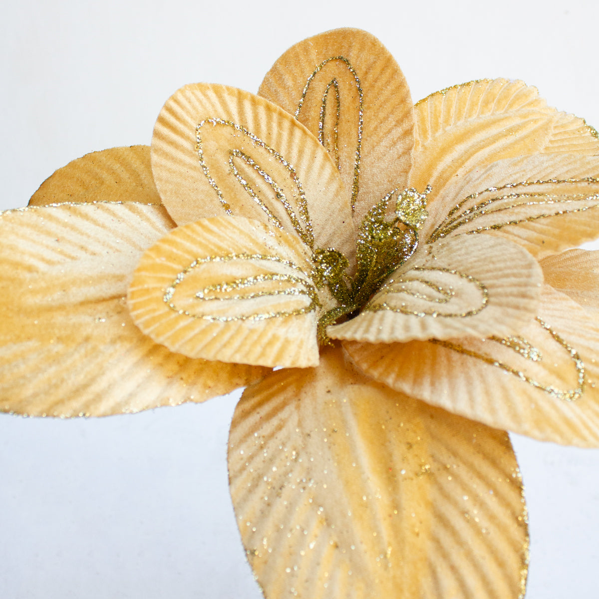 Magnolia Gold 42cm